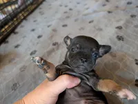 Yanis , a male Chihuahua for sale in Marion, VA – Photo 2 of 4