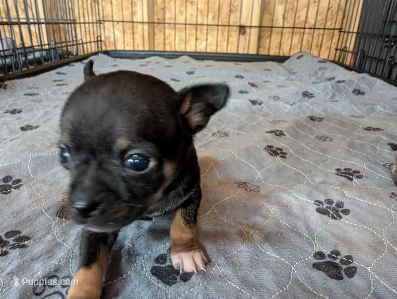 Yanis  – Chihuahua puppy for sale in Marion, VA