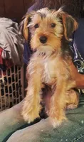 Bruno, a male Yorkshire Terrier for sale in Marion, VA – 2 of 2