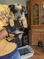 Eve, a female Australian Cattle Dog for sale in Marion, VA – Photo 2 of 3