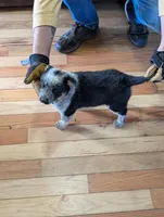 Eve, a female Australian Cattle Dog for sale in Marion, VA – Photo 3 of 3