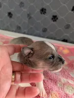 Emma, a female Chihuahua for sale in Marion, VA – 7 of 7