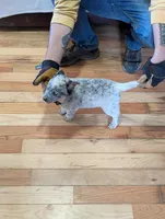 Envy, a female Australian Cattle Dog for sale in Marion, VA – Photo 1 of 3