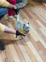 Envy, a female Australian Cattle Dog for sale in Marion, VA – Photo 2 of 3