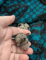 processed/5b06632c-1649-4e1b-9f7a-0ff77287f6e8/listing/8fc447c7-3bf6-4b28-a5ad-3d2c102e0f4f/865c1ddb-469b-49a6-afba-2f8e9754a486