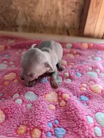 Maddox, a male Chihuahua for sale in Marion, VA – 5 of 6