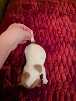 Davi, a male Chihuahua for sale in Marion, VA – 3 of 4