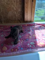 Max, a male Chihuahua for sale in Marion, VA – 5 of 6