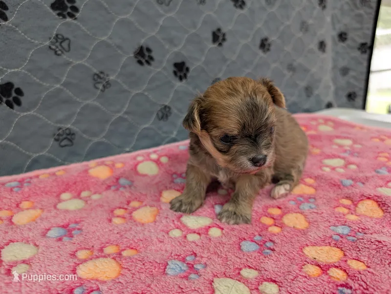 Brielle – Chihuahua puppy for sale in Marion, VA