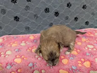 Brielle, a female Chihuahua for sale in Marion, VA – 3 of 4