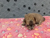 Brielle, a female Chihuahua for sale in Marion, VA – 4 of 4