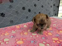 Brielle, a female Chihuahua for sale in Marion, VA – 2 of 4