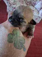 Maple, a male Chihuahua for sale in Marion, VA – 2 of 4