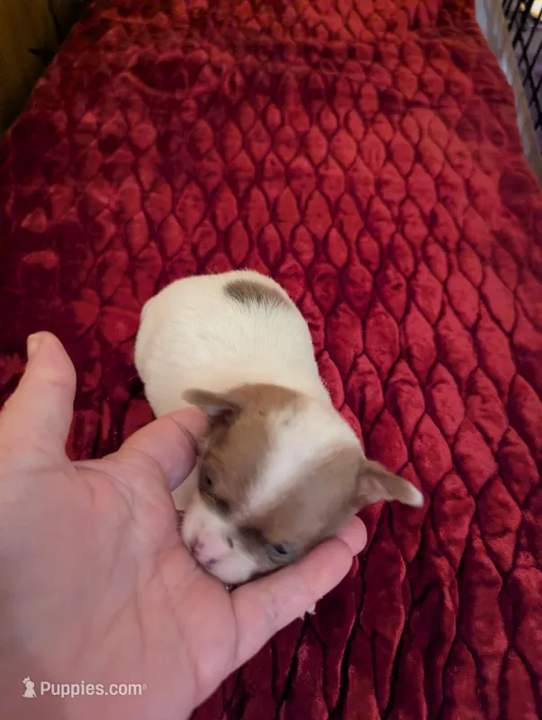 Damon – Chihuahua puppy for sale in Marion, VA