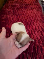Damon, a male Chihuahua for sale in Marion, VA – 1 of 4