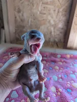 Maddox, a male Chihuahua for sale in Marion, VA – 3 of 6