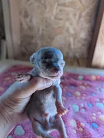 Maddox, a male Chihuahua for sale in Marion, VA – 2 of 6
