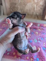 Mia, a female Chihuahua for sale in Marion, VA – 4 of 4