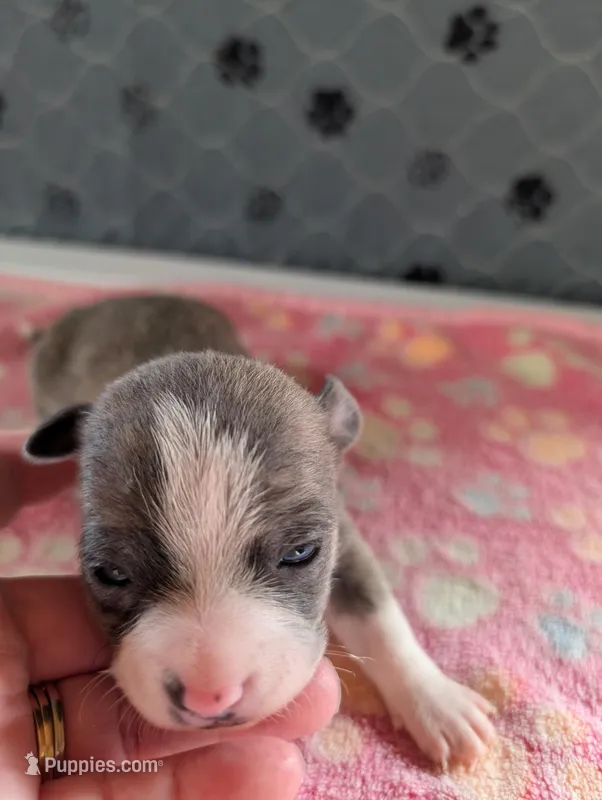 Eric – Chihuahua puppy for sale in Marion, VA