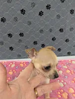 Arrow, a male Chihuahua for sale in Marion, VA – 2 of 8
