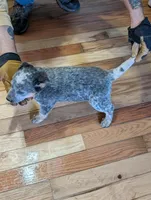 Echo, a female Australian Cattle Dog for sale in Marion, VA – Photo 3 of 5