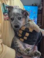 Echo, a female Australian Cattle Dog for sale in Marion, VA – Photo 5 of 5