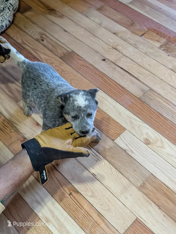 Echo – Australian Cattle Dog puppy for sale in Marion, VA