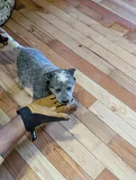 Echo, a female Australian Cattle Dog for sale in Marion, VA – Photo 1 of 5