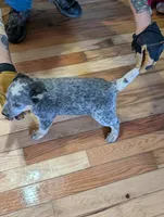 Echo, a female Australian Cattle Dog for sale in Marion, VA – Photo 2 of 5