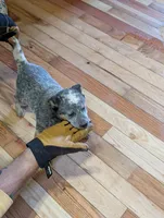Echo, a female Australian Cattle Dog for sale in Marion, VA – Photo 4 of 5