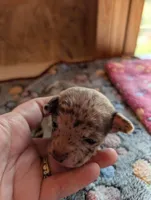 Levi, a male Chihuahua for sale in Marion, VA – 1 of 3