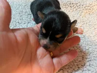 Victor, a male Chihuahua for sale in Marion, VA – Photo 1 of 3