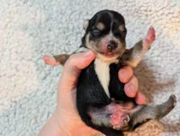 Victor, a male Chihuahua for sale in Marion, VA – Photo 3 of 3