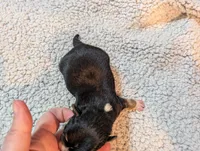 Victor, a male Chihuahua for sale in Marion, VA – Photo 2 of 3