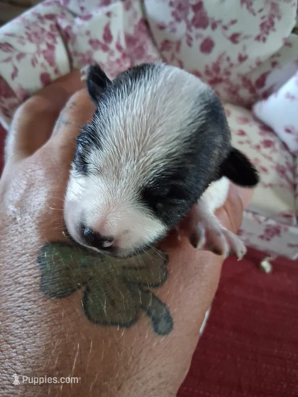 Marina – Chihuahua puppy for sale in Marion, VA