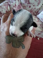 Marina, a female Chihuahua for sale in Marion, VA – 1 of 3