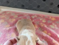 Freddie, a male Chihuahua for sale in Marion, VA – 2 of 3