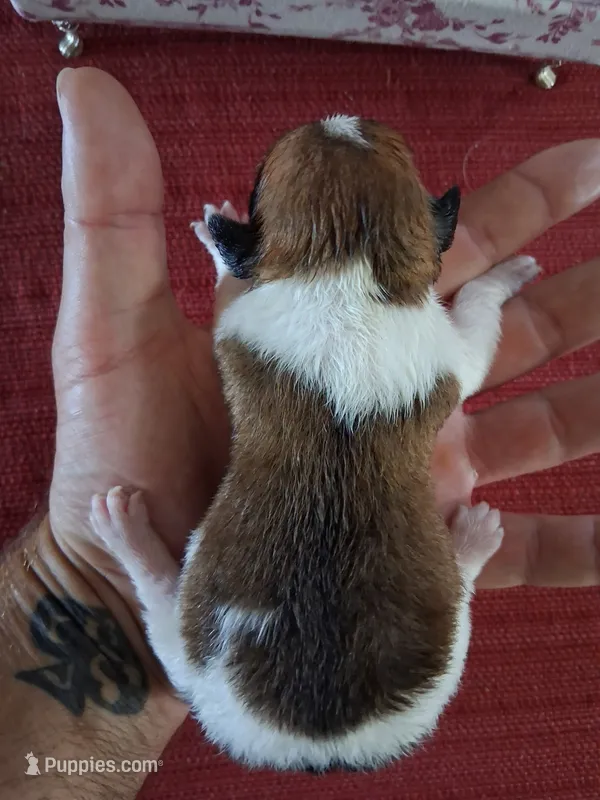 Milo – Chihuahua puppy for sale in Marion, VA