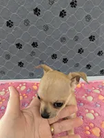 Arrow, a male Chihuahua for sale in Marion, VA – 3 of 8