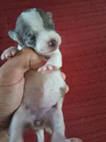 Micah, a male Chihuahua for sale in Marion, VA – 1 of 1
