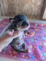 Mia, a female Chihuahua for sale in Marion, VA – 3 of 4