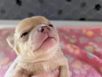Franklin, a male Chihuahua for sale in Marion, VA – 4 of 8