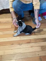 Eleanor, a female Australian Cattle Dog for sale in Marion, VA – Photo 2 of 4