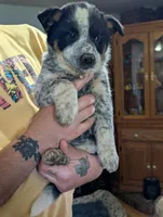 Eleanor, a female Australian Cattle Dog for sale in Marion, VA – Photo 3 of 4