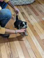 Eleanor, a female Australian Cattle Dog for sale in Marion, VA – Photo 4 of 4