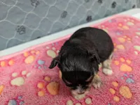 Beatrice, a female Chihuahua for sale in Marion, VA – 3 of 5