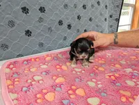 Beatrice, a female Chihuahua for sale in Marion, VA – 4 of 5