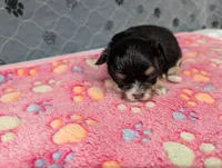Beatrice, a female Chihuahua for sale in Marion, VA – 2 of 5