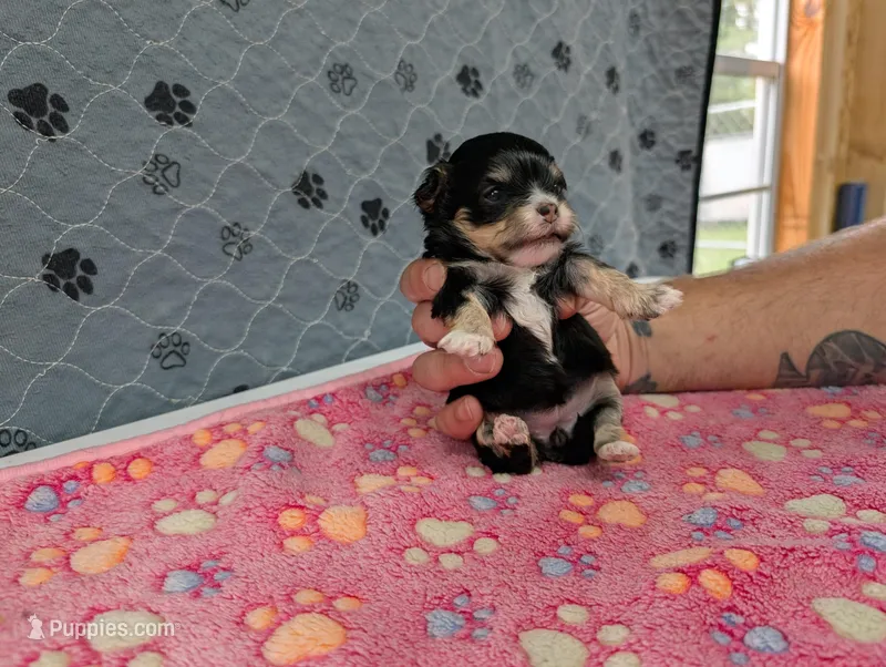 Beatrice – Chihuahua puppy for sale in Marion, VA