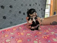 Beatrice, a female Chihuahua for sale in Marion, VA – 1 of 5